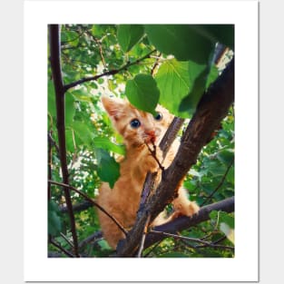 kitten in the tree Posters and Art